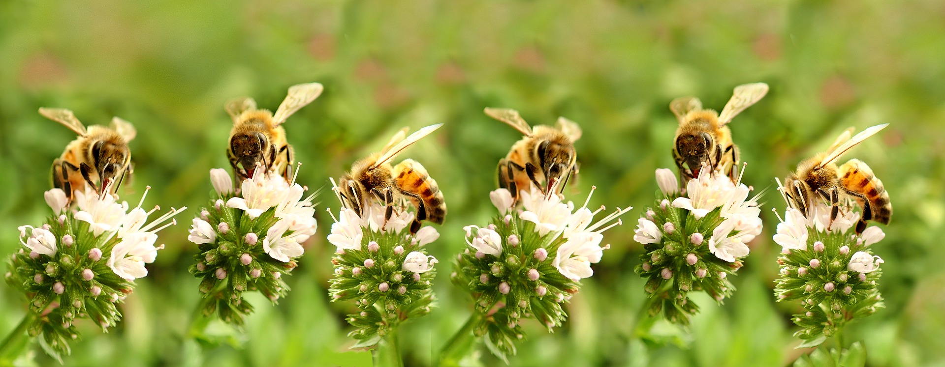 Happy Bees make delicious honey at Spiritwood