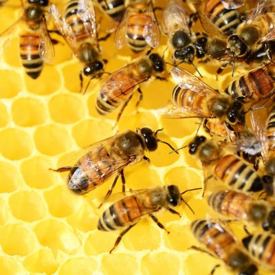 Happy Bees Make Lovely Honey Happy Bees Make Lovely Honey