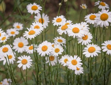 daisies-g50f7432d9_1920 daisies-g50f7432d9_1920
