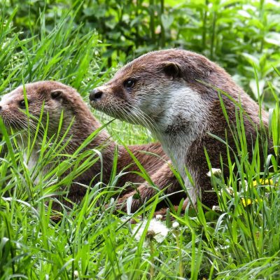 Otters Otters